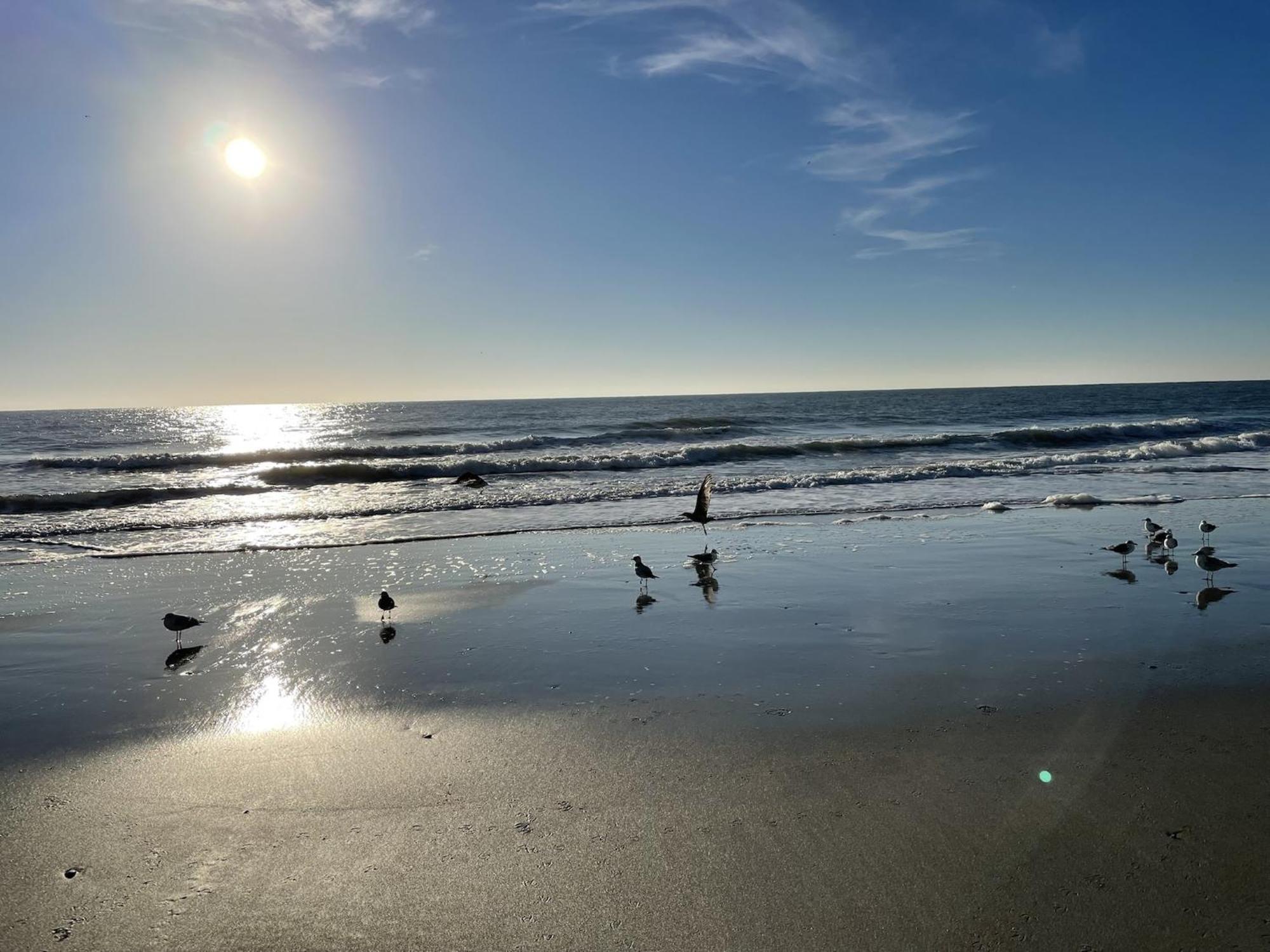 Hotel Blue Palmetto Myrtle Beach Esterno foto