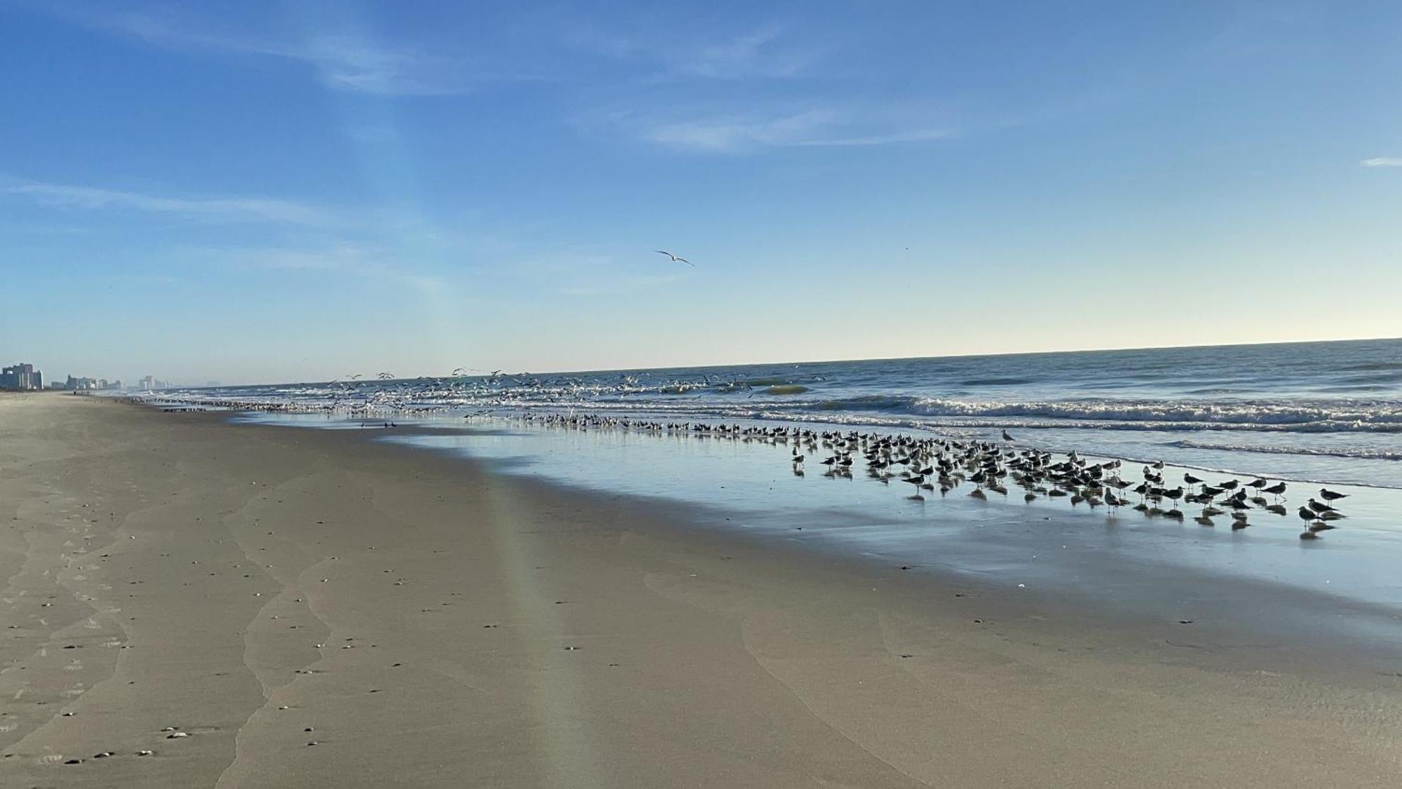 Hotel Blue Palmetto Myrtle Beach Esterno foto
